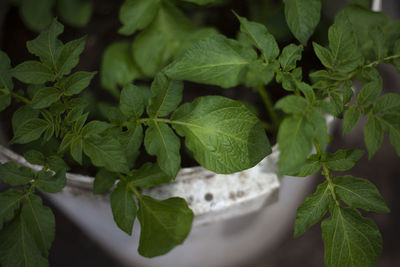 Close-up of green leaves