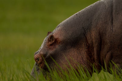 Close-up of hippopotamus