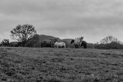 Horses in a field