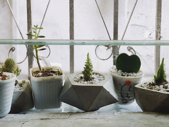 Close-up of potted plants on table