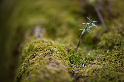 Close-up of plant growing on moss covered field