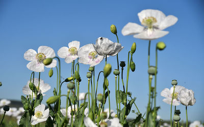 Close-up of white flowers against clear blue sky