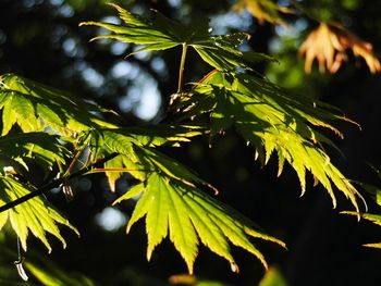 Close-up of leaves on branch