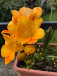 Close-up of yellow flowering plant