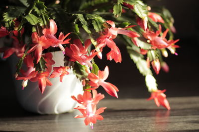 Close-up of pink flowering plants