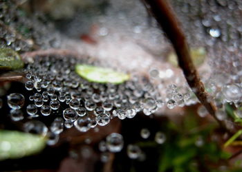 Close-up of water drops on plant