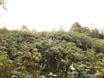 Plants growing on field against clear sky