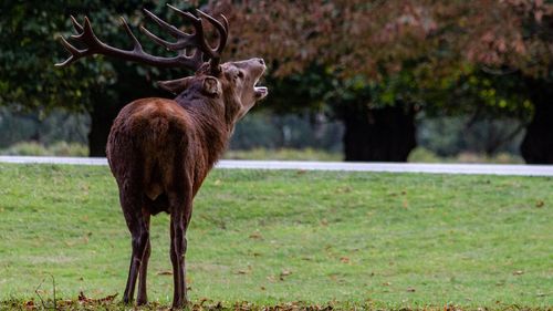 Howling red deer stag