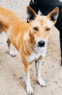 Close-up portrait of dog standing on land