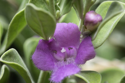 Close-up of purple flowering plant