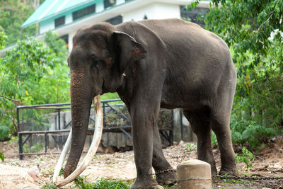 View of elephant in zoo