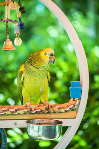 Close-up of parrot perching on a bird feeder