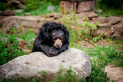 Close-up of black animal on rock