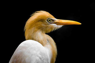 Close-up of a bird against black background