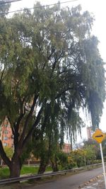 Trees by road in city against sky