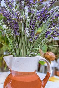 Close-up of purple flowering plant