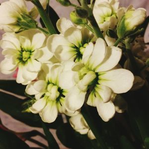 Close-up of white flowers