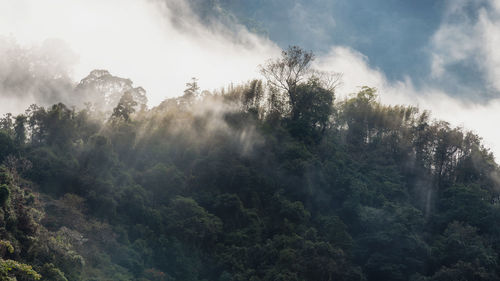 nature
