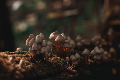 Close-up of mushrooms