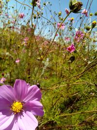 Close-up of pink flowers blooming outdoors