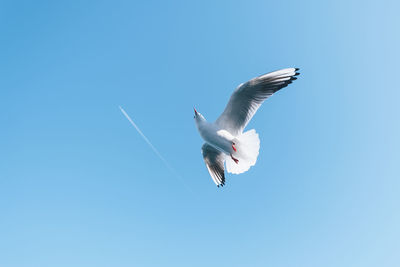 Low angle view of seagulls flying in sky