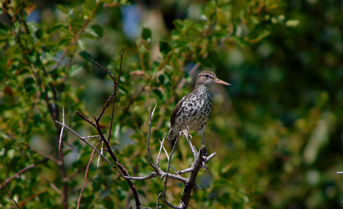 Close-up of bird perching on tree