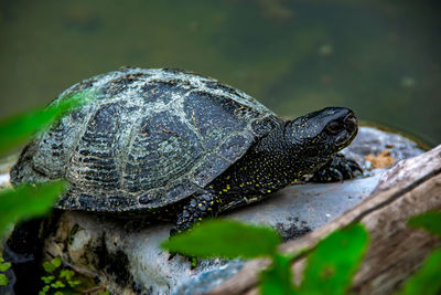 Close-up of turtle on rock