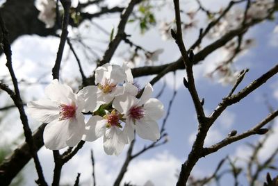 Close-up of white cherry blossom tree