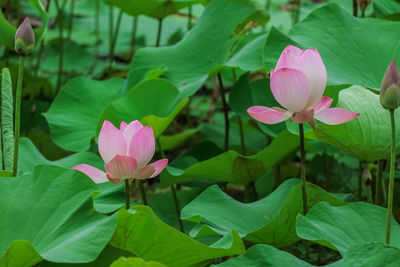 Close-up of pink lotus water lily in pond
