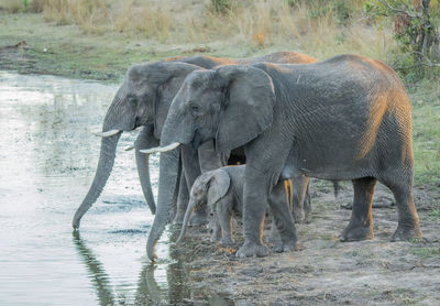 Elephants drinking water from lake