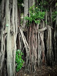 Trees growing in forest