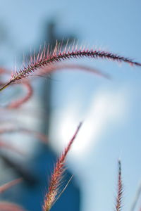 Close-up of plant