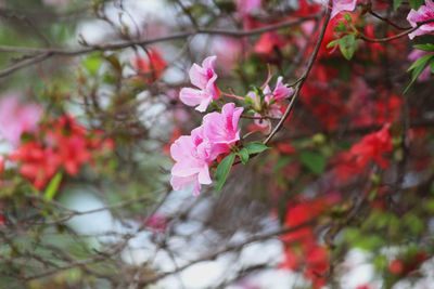 Close-up of pink cherry blossom