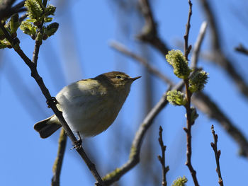 Low angle view of bird perching on branch