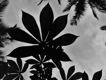 Low angle view of palm tree against sky