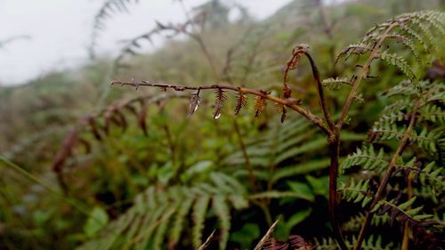 Close-up of lizard on plant