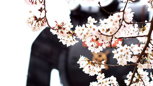 Low angle view of flowers