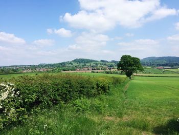 Scenic view of field against sky