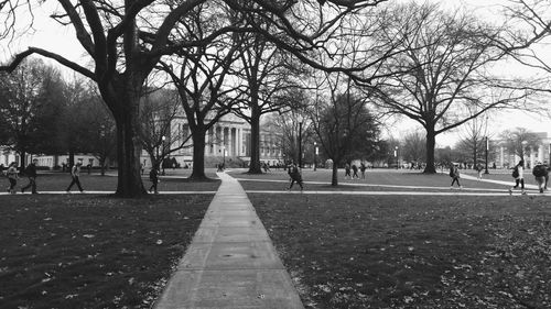 Trees in park