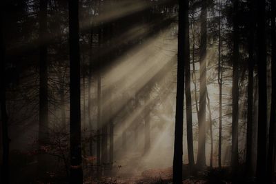 Sunlight streaming through trees in forest