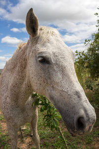 Close-up of a horse against the sky