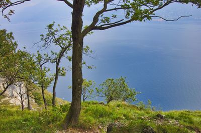 Trees and plants on land against sky