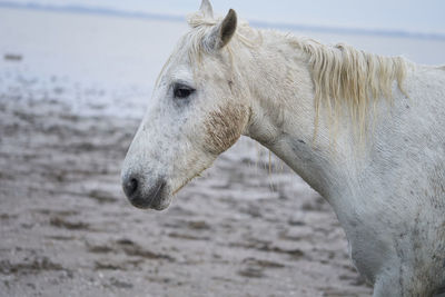 Close up of a white horse 