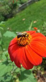 Close-up of bee on flower