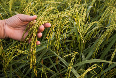 Close-up of cropped hand touching cereal plants at farm