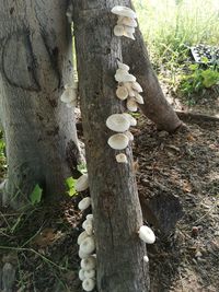 Close-up of mushrooms growing on tree trunk