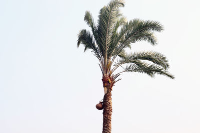 Low angle view of coconut palm tree against sky