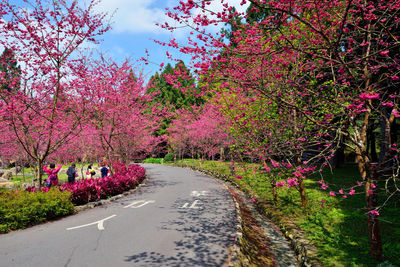 Pink flowers on road amidst trees