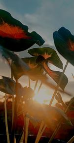 Close-up of red flowering plant against sky