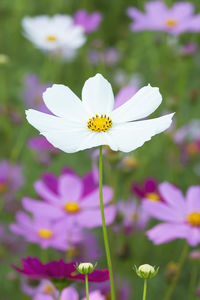 Close-up of purple flowering plant on field